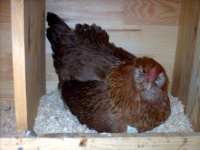 Ameraucana chicken