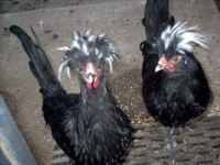 Polish Roosters